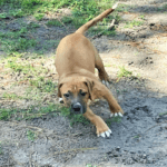 A small brown dog running in the dirt.