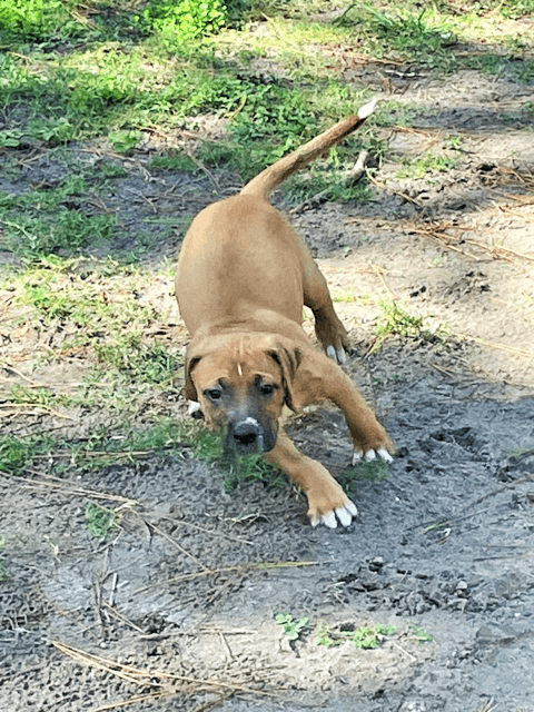 A small brown dog running in the dirt.