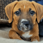 A brown puppy laying in the sand.