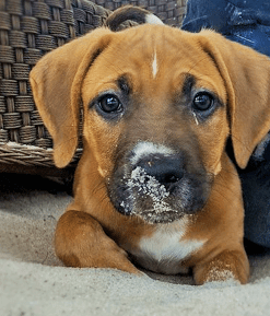 A brown puppy laying in the sand.