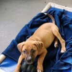 A small brown dog laying on a blue blanket.