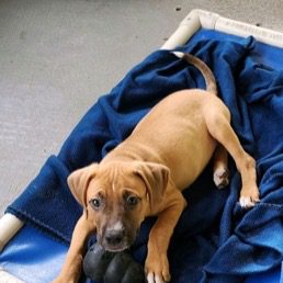 A small brown dog laying on a blue blanket.