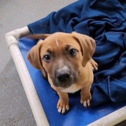 A brown and white puppy sitting in a blue crate.