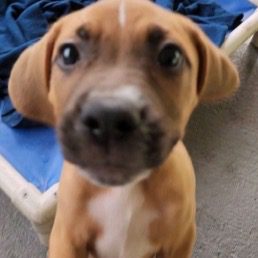 A brown and white puppy is looking up at the camera.