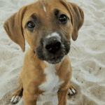 A brown and white dog sitting on the sand.