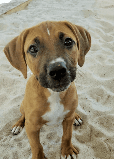 A brown and white dog sitting on the sand.