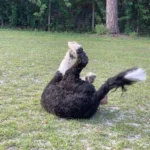 Andy the dog falling in the field of grass