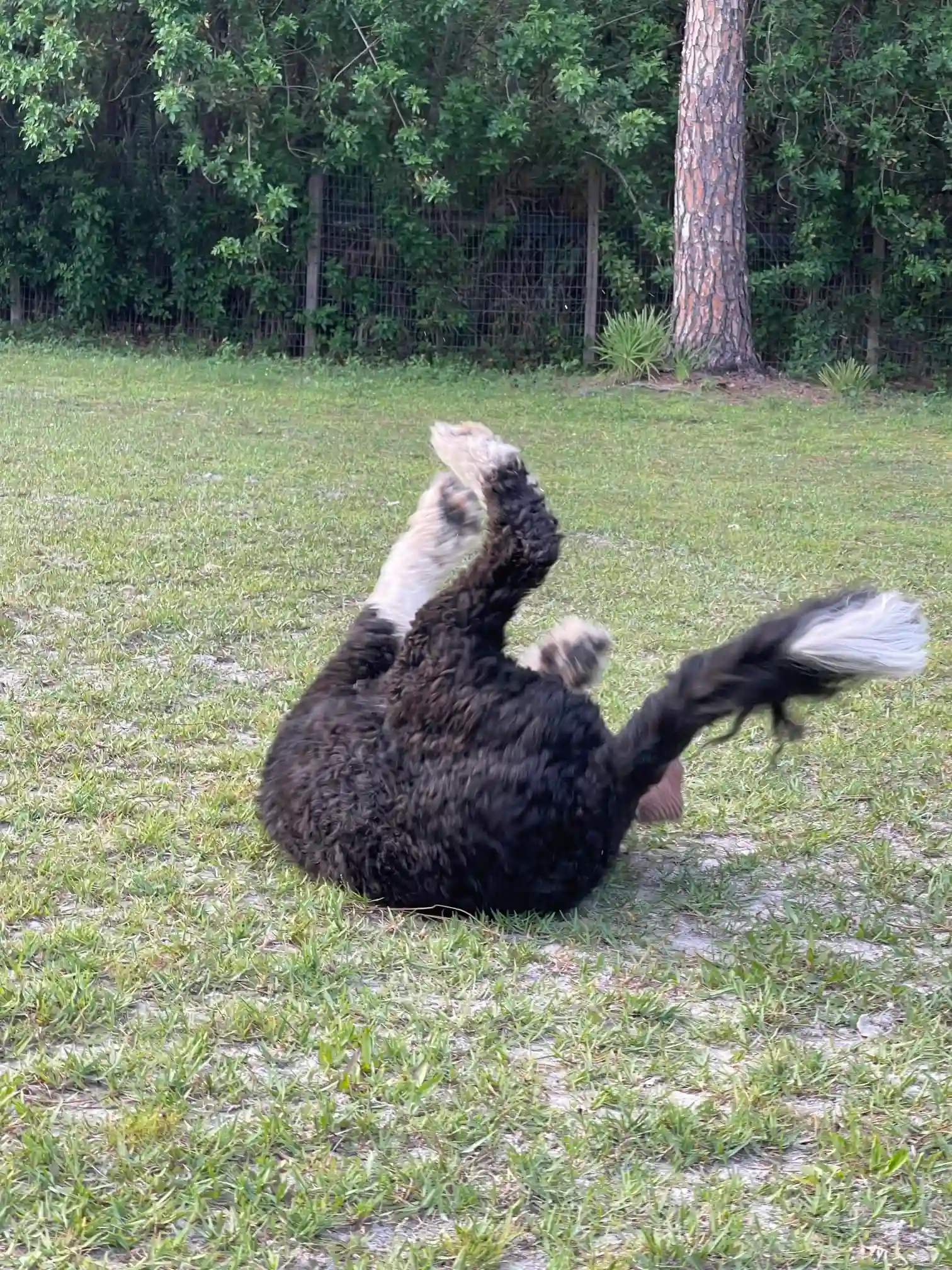 Andy the dog falling in the field of grass