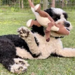 Andy chewing his toy on a field