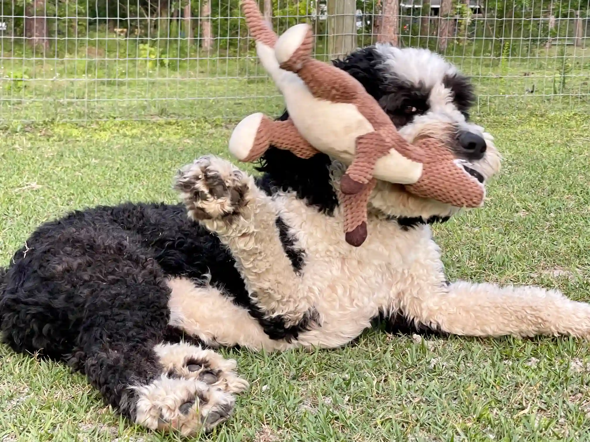 Andy chewing his toy on a field