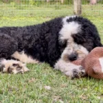 Andy chewing its toy in the garden