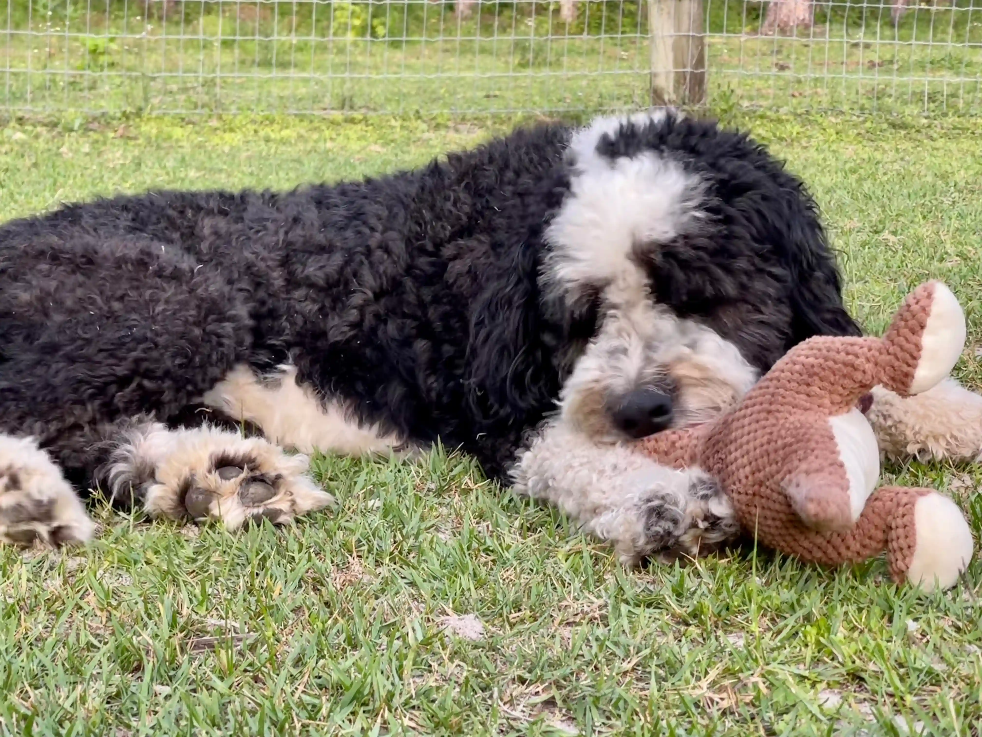 Andy chewing its toy in the garden