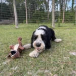 Andy with his soft toys and playing in the field