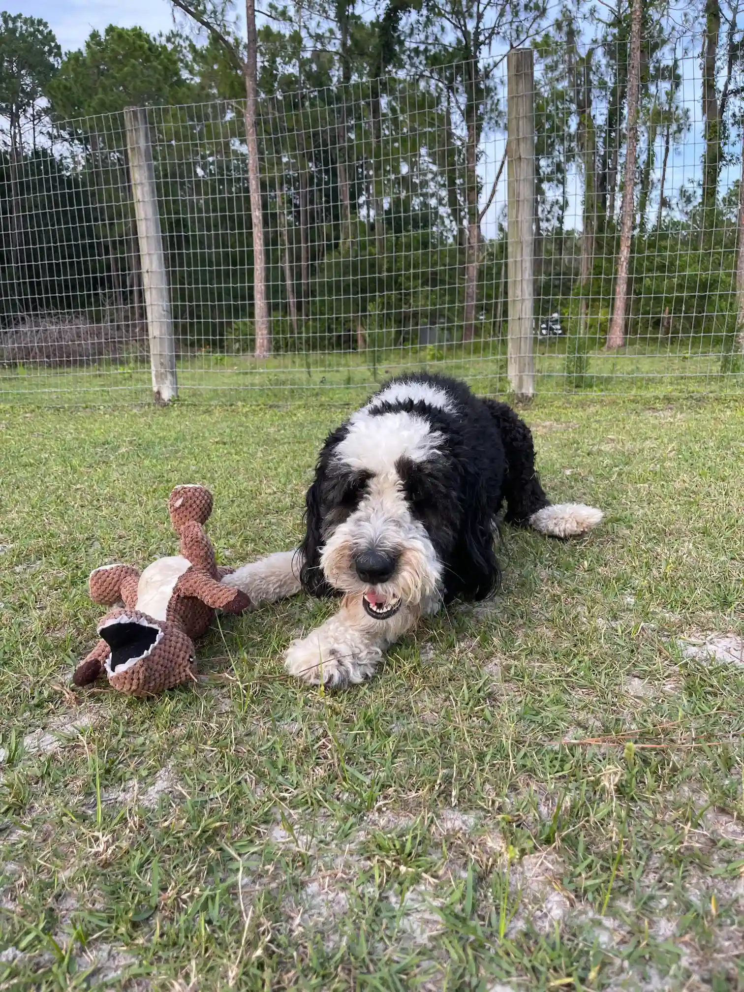 Andy with his soft toys and playing in the field