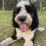 Andy with its tongue out and playing in the field