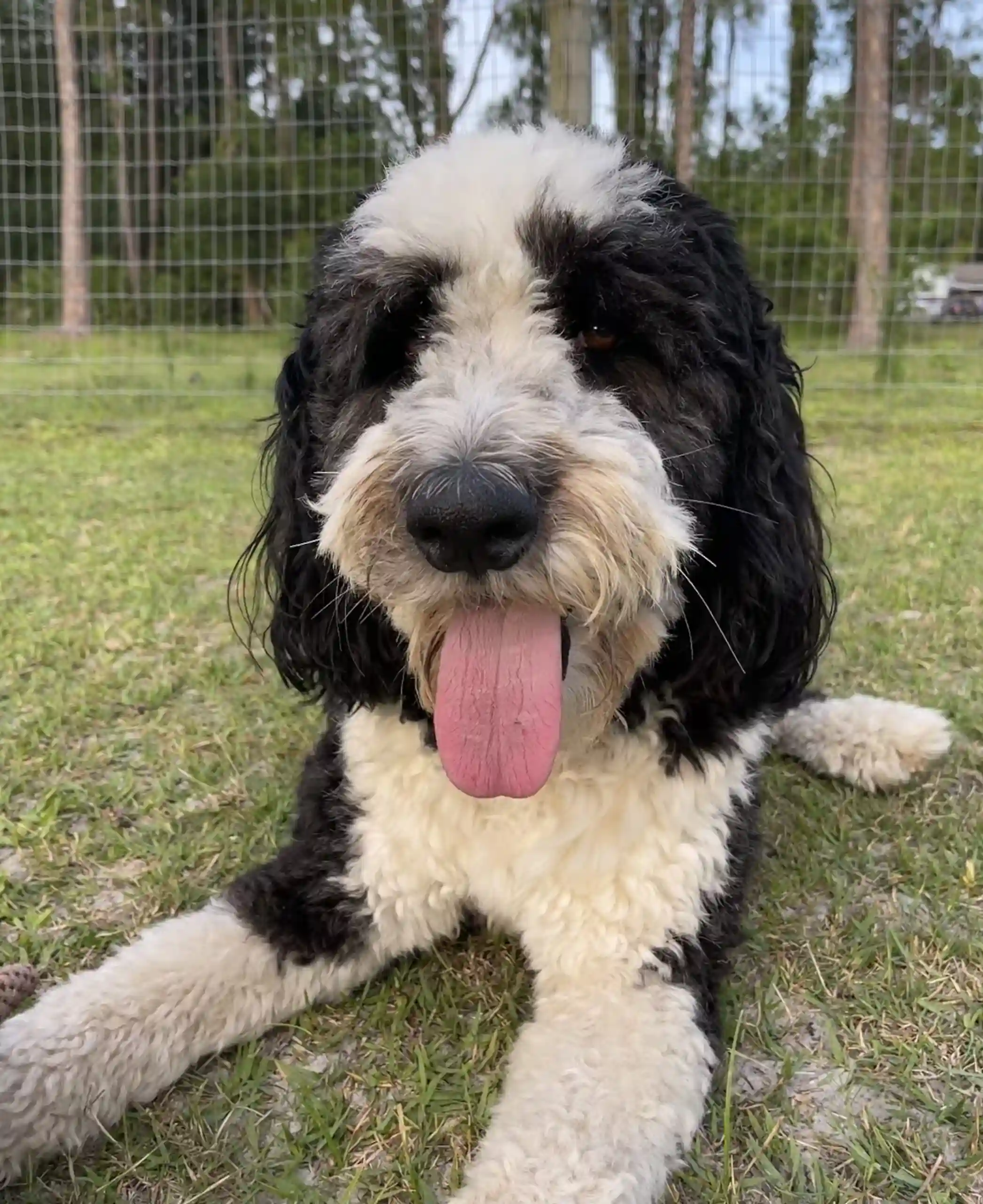 Andy with its tongue out and playing in the field