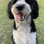 Andy playing in the field with its mouth open