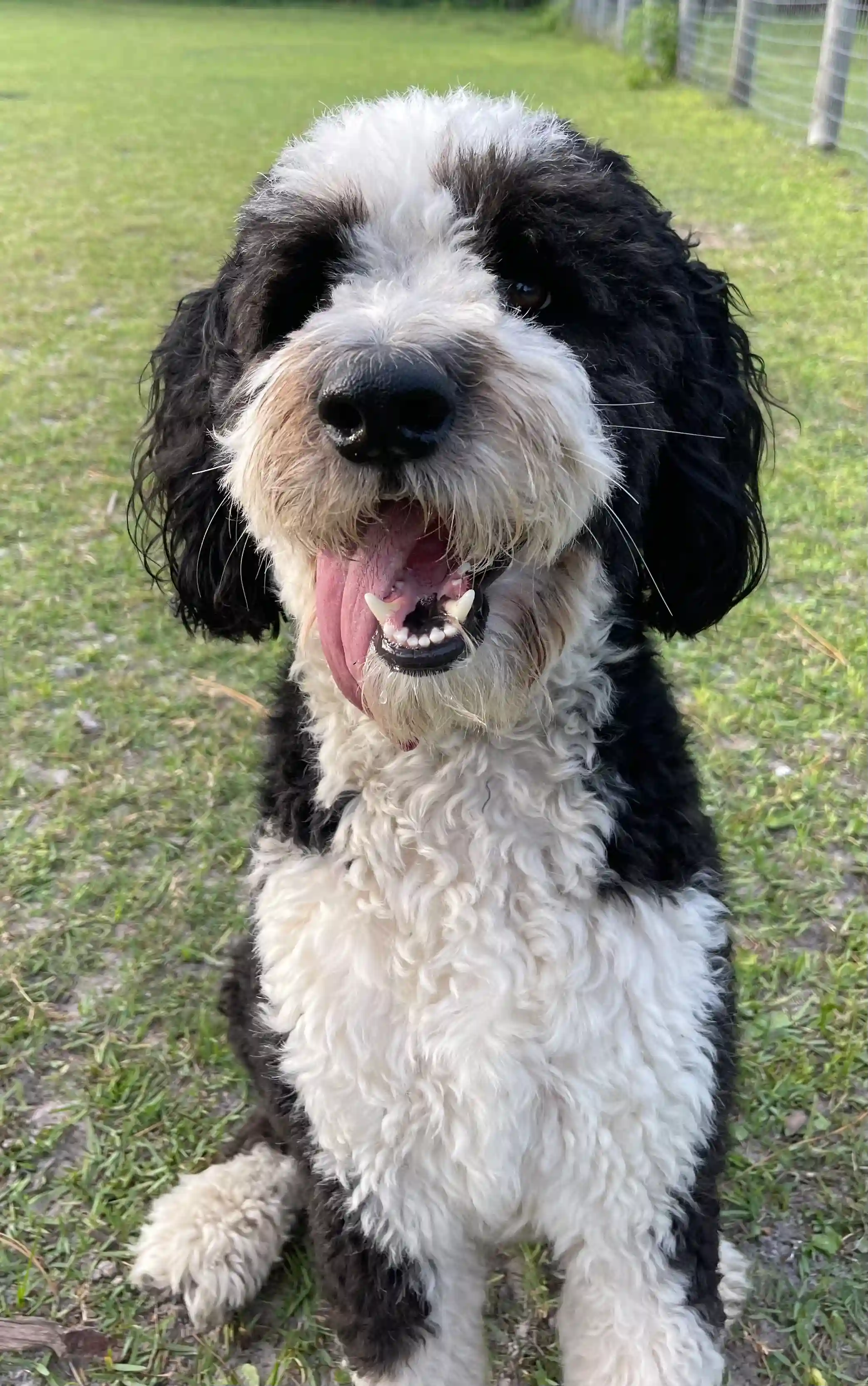 Andy playing in the field with its mouth open