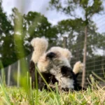 Andy wiggling on a field in grass