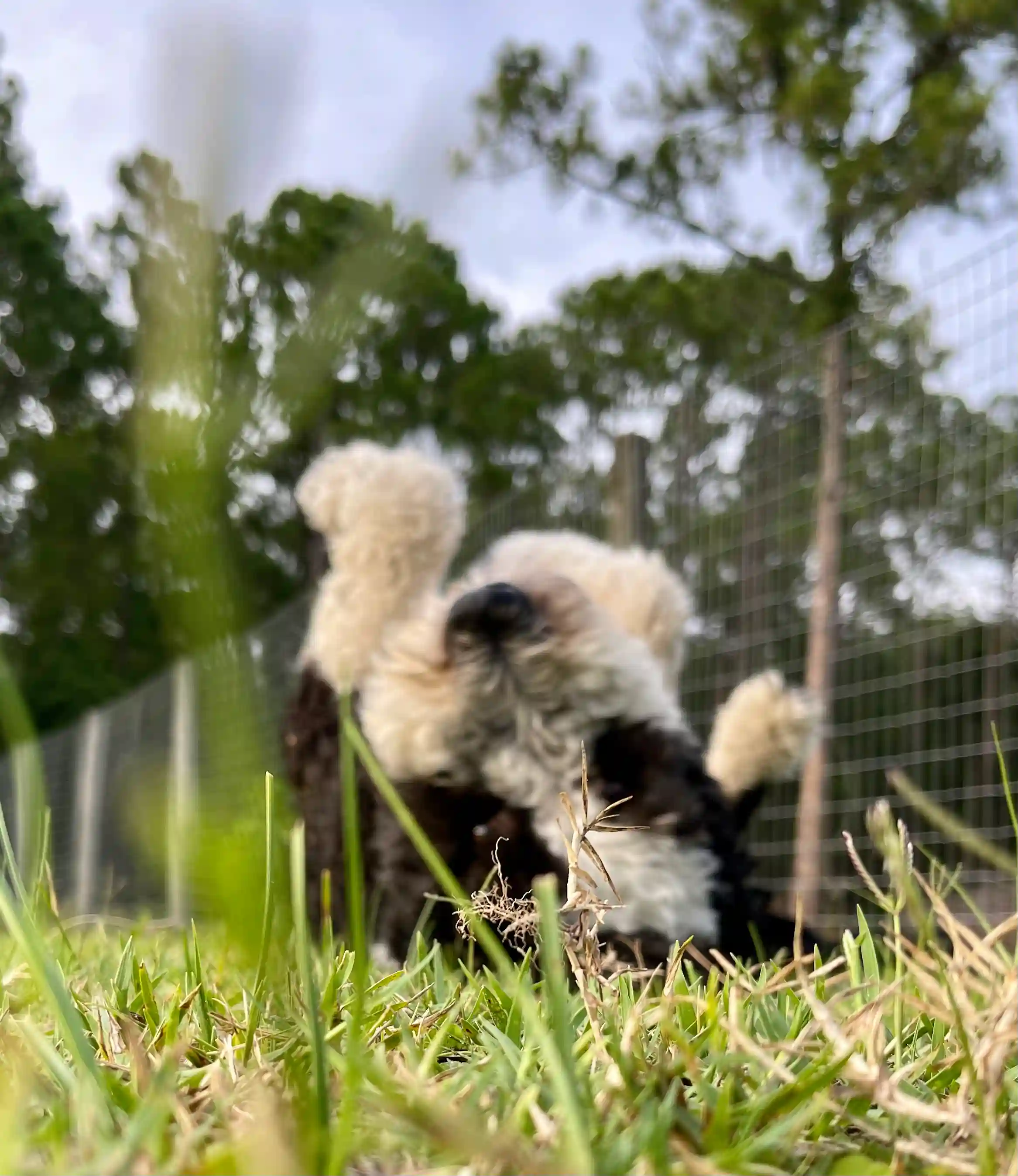 Andy wiggling on a field in grass