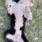 Andy playing in the grass field