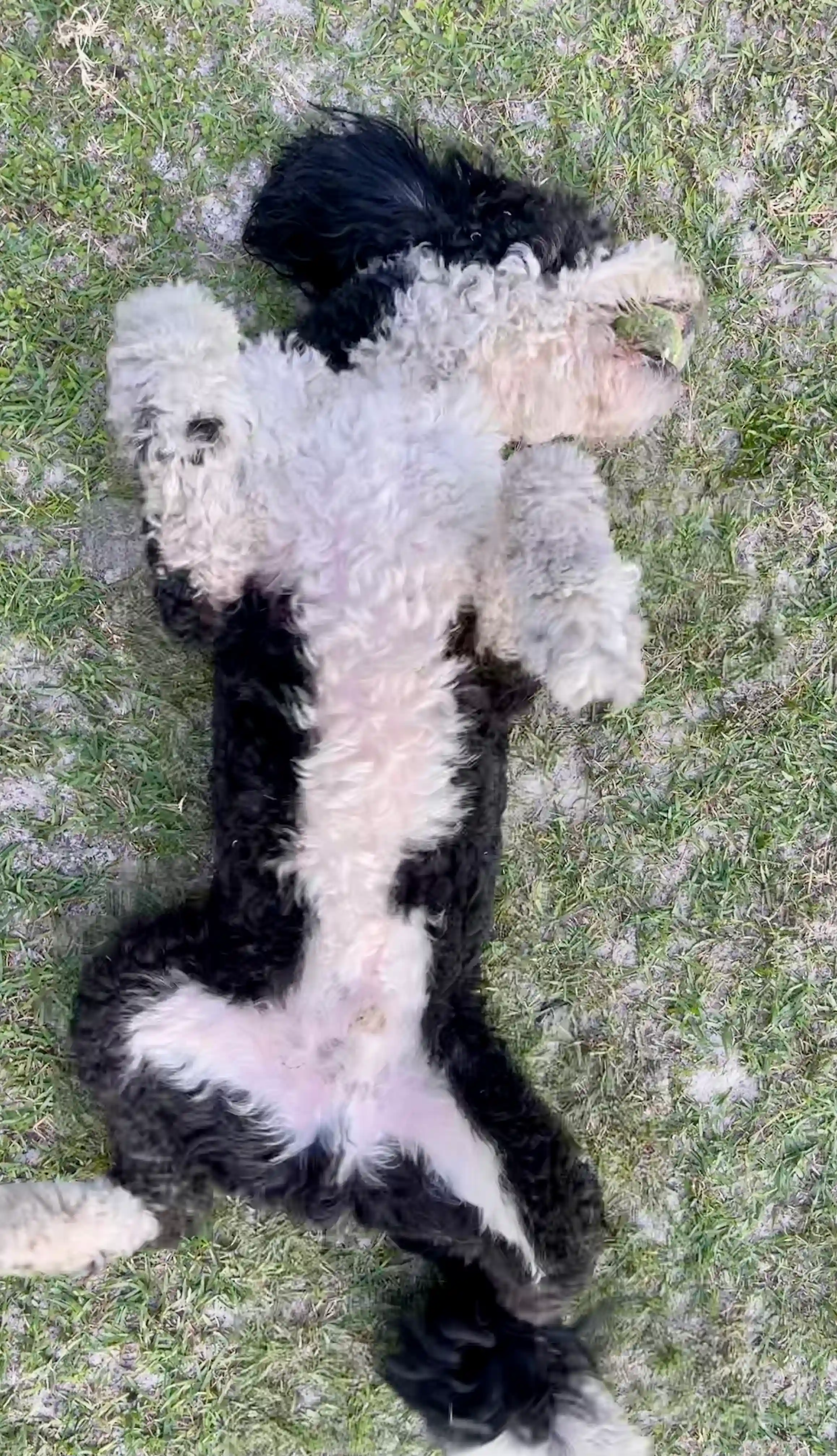 Andy playing in the grass field