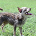 A brown and white dog standing in a grassy field.