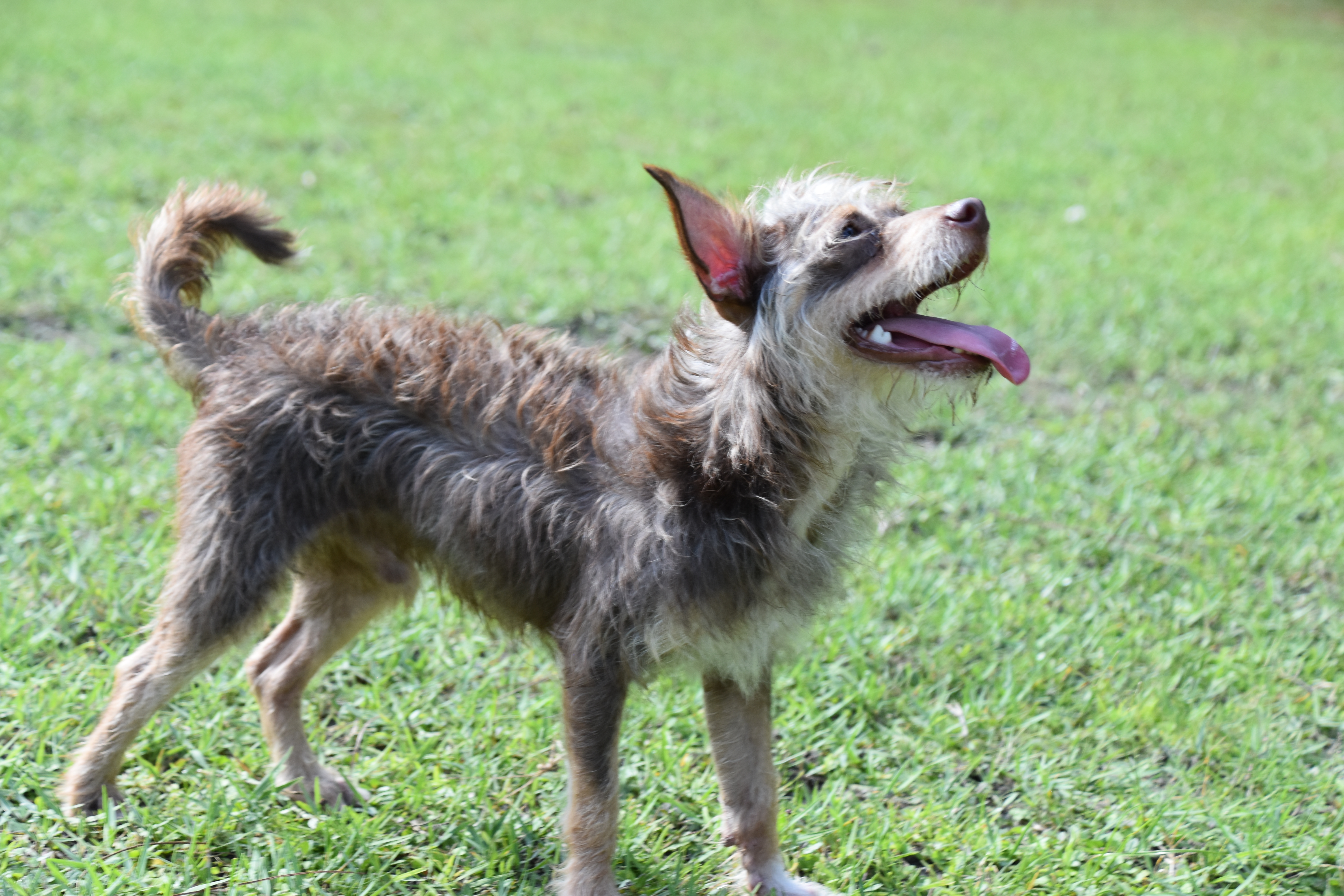 A brown and white dog standing in a grassy field.