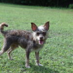 A small dog standing in a grassy field.