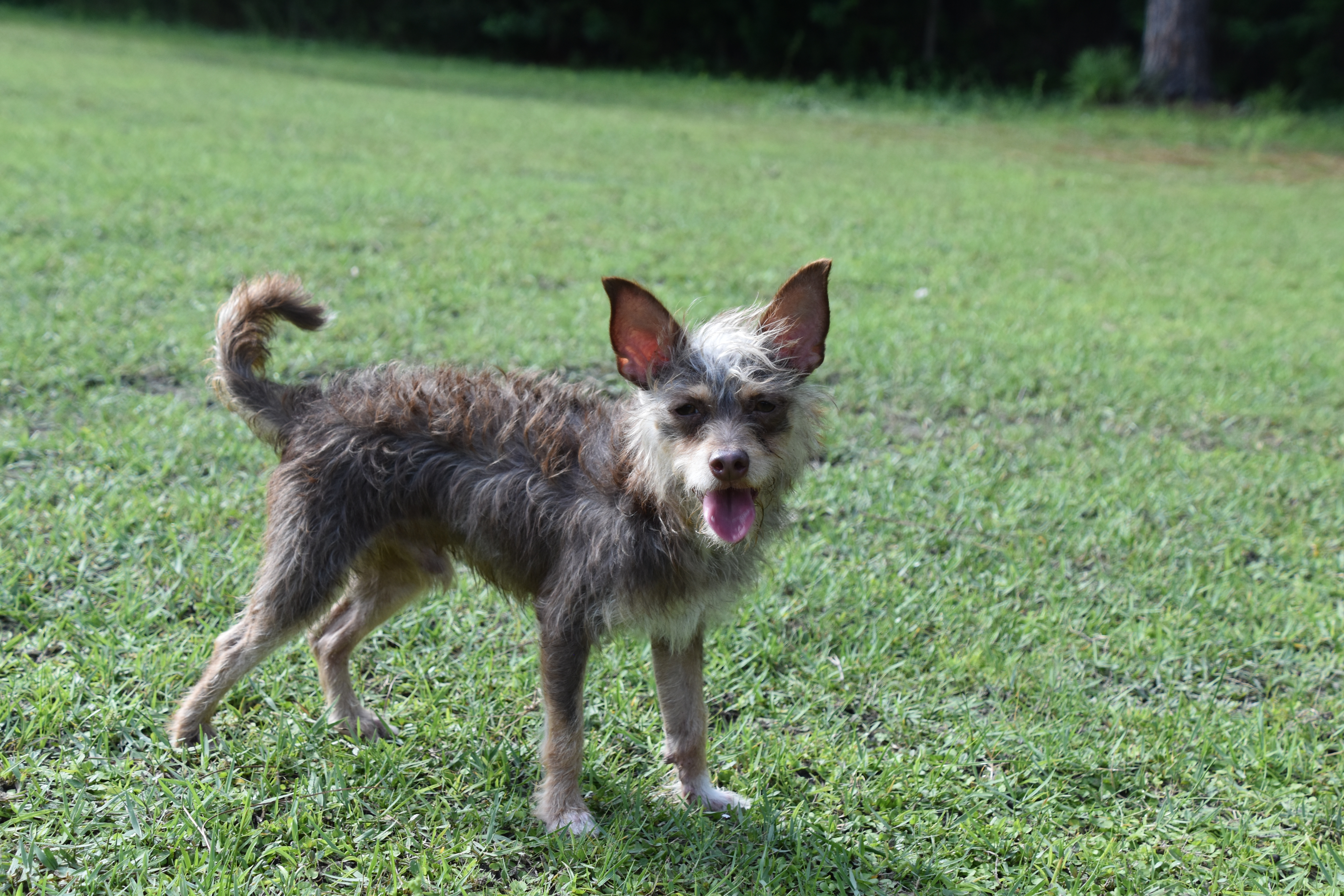 A small dog standing in a grassy field.