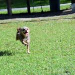 A brown dog running in a grassy area.