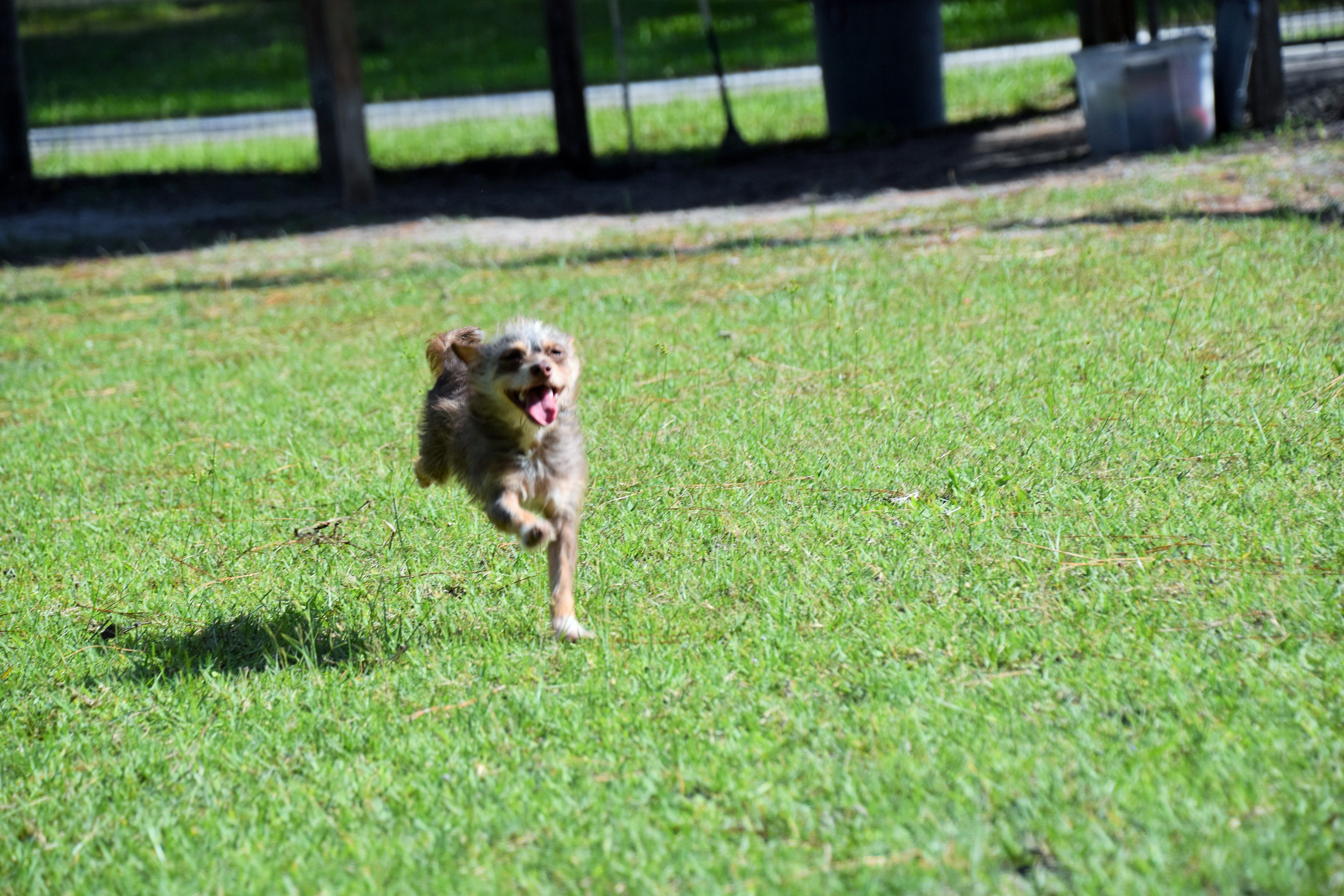 A brown dog running in a grassy area.