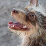 A dog with its mouth open.