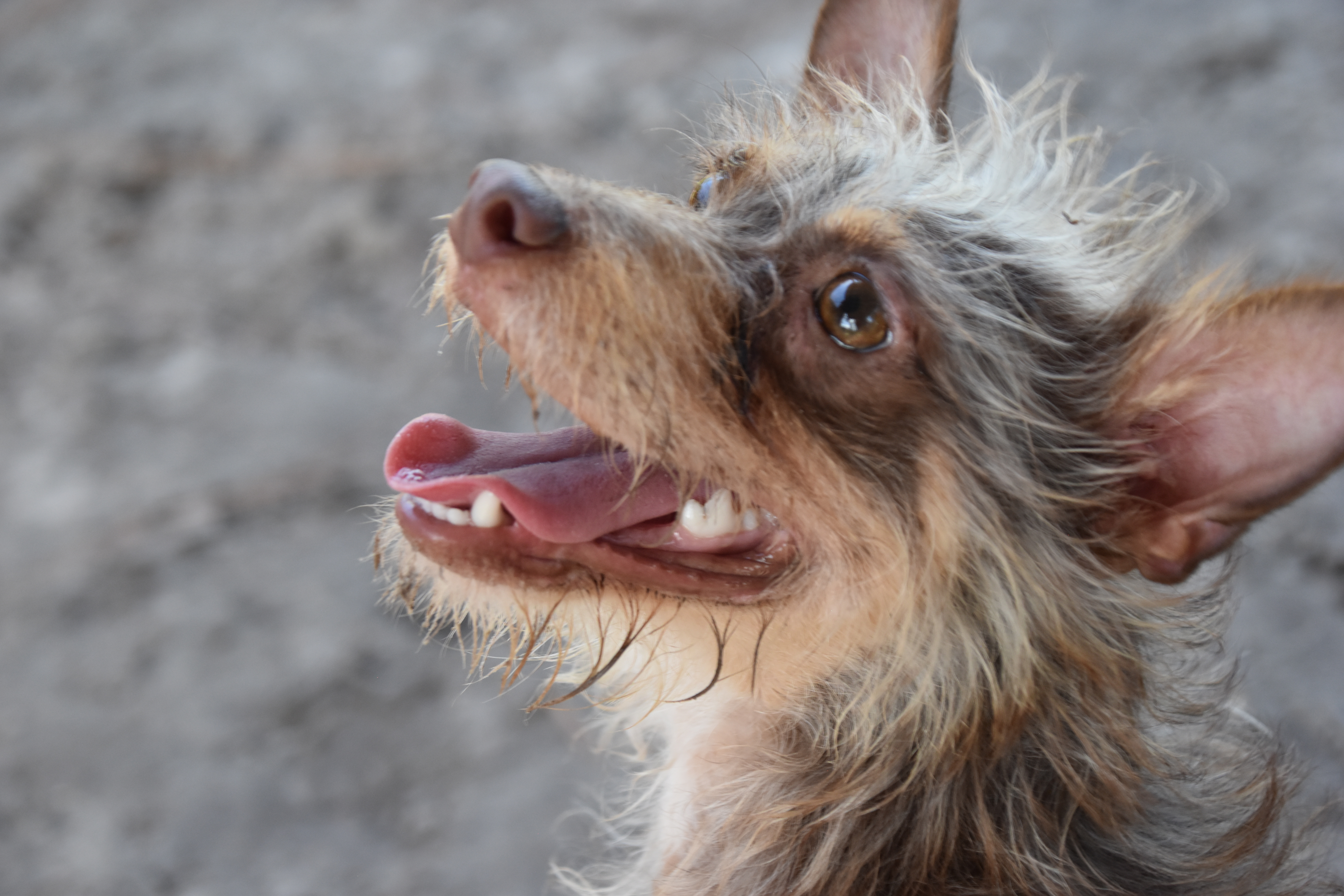 A dog with its mouth open.