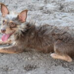 A brown and white dog laying in the dirt.