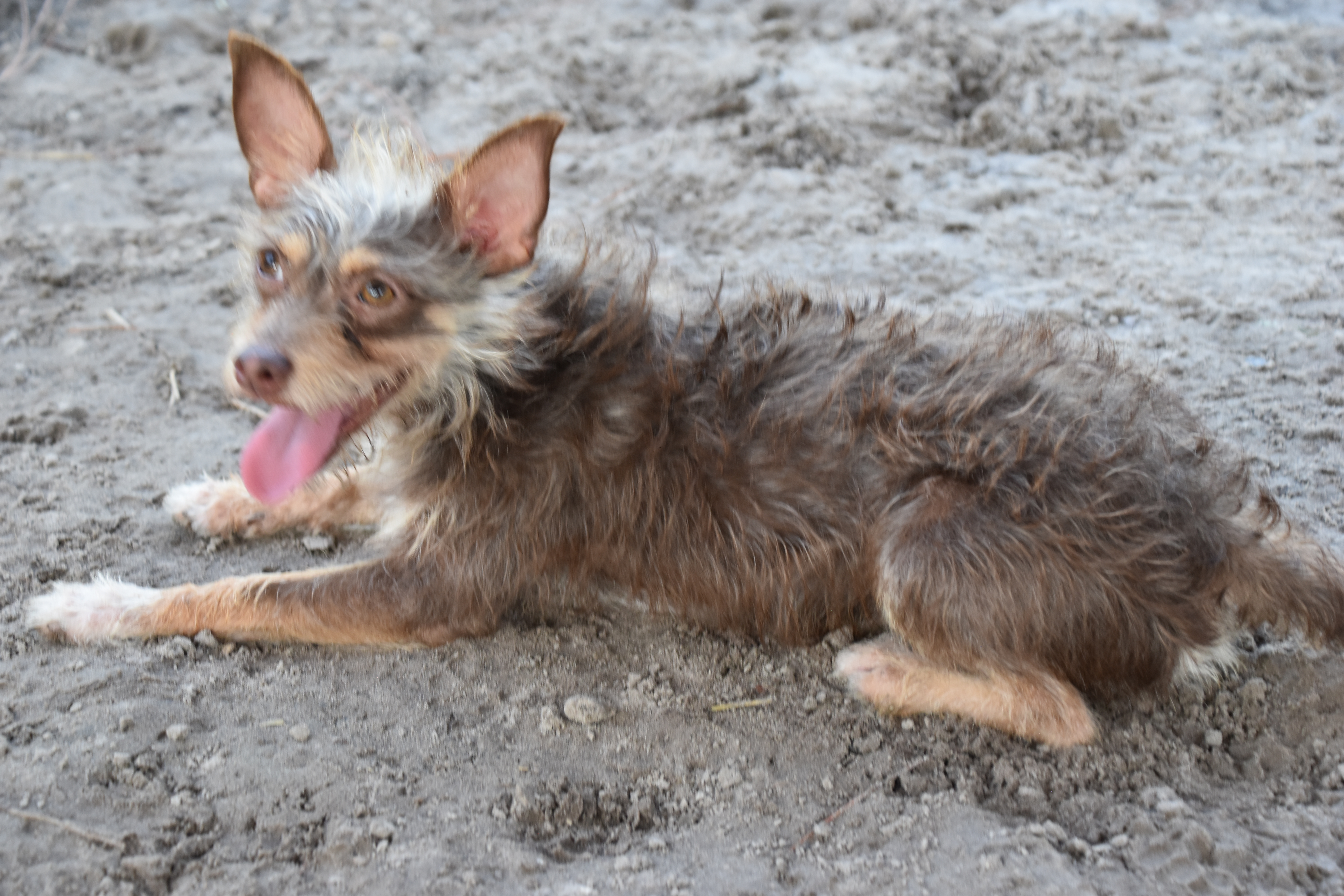 A brown and white dog laying in the dirt.