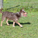 A small grey and brown dog running in the grass.