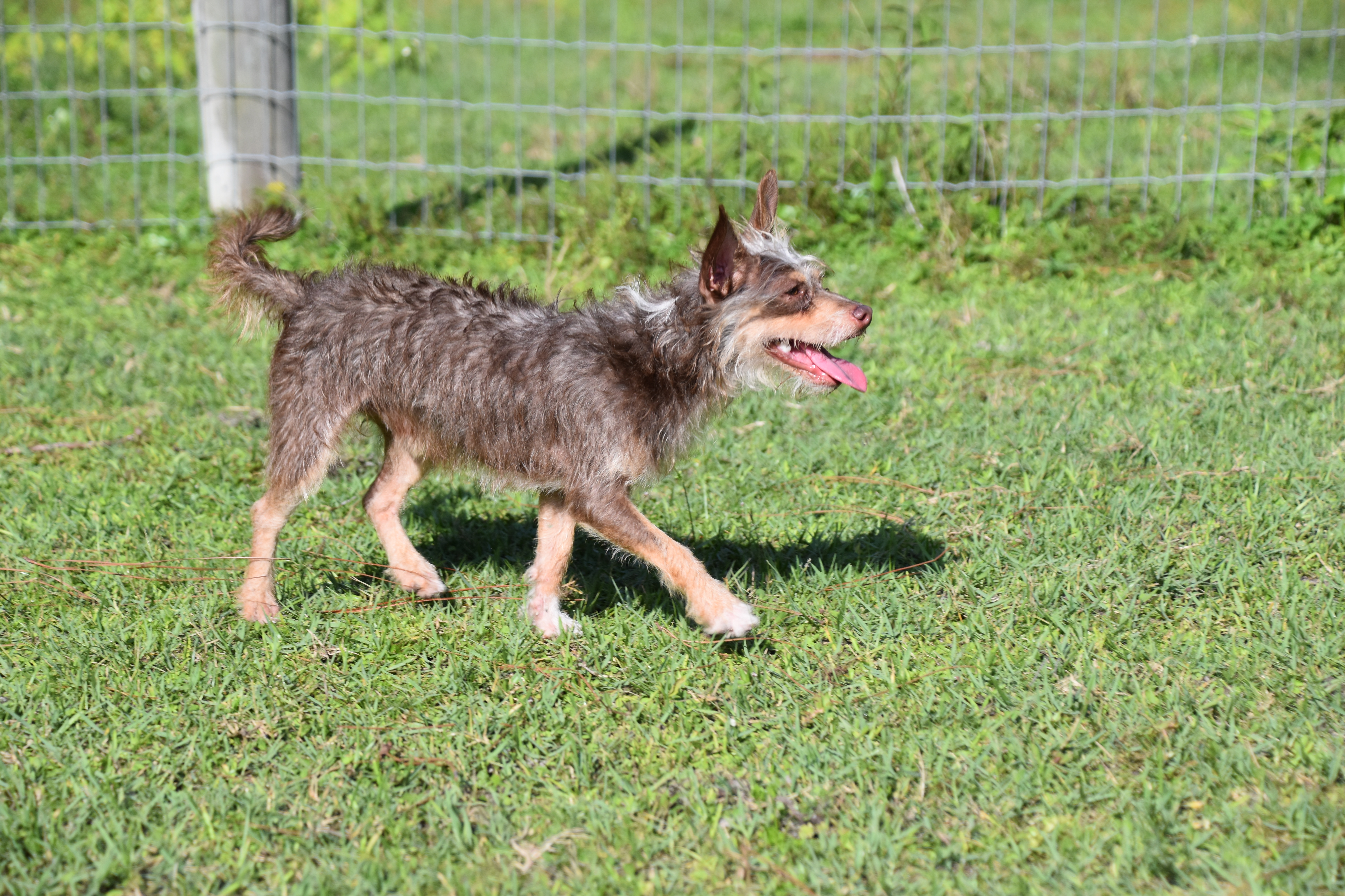 A small grey and brown dog running in the grass.