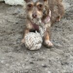 A small dog playing with a ball on the ground.