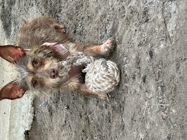 A small dog playing with a ball on the ground.