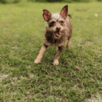An adoptable chihuahua / chihuahua / chihuahu.