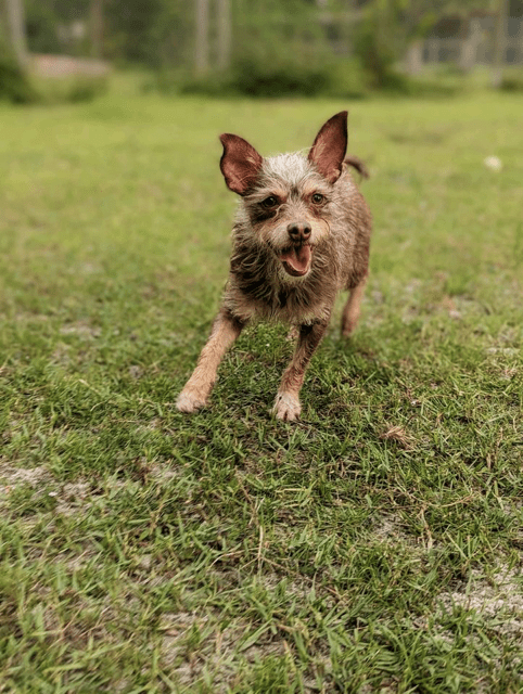 An adoptable chihuahua / chihuahua / chihuahu.