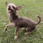 An adoptable chihuahua & chihuahua mix in miami, fl.