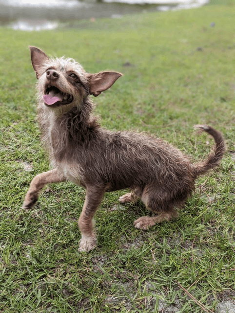 An adoptable chihuahua & chihuahua mix in miami, fl.