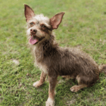 A small brown dog sitting on the grass.