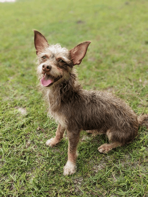 A small brown dog sitting on the grass.