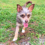 Sarge playing on a field with its tongue out