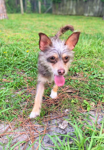 Sarge playing on a field with its tongue out