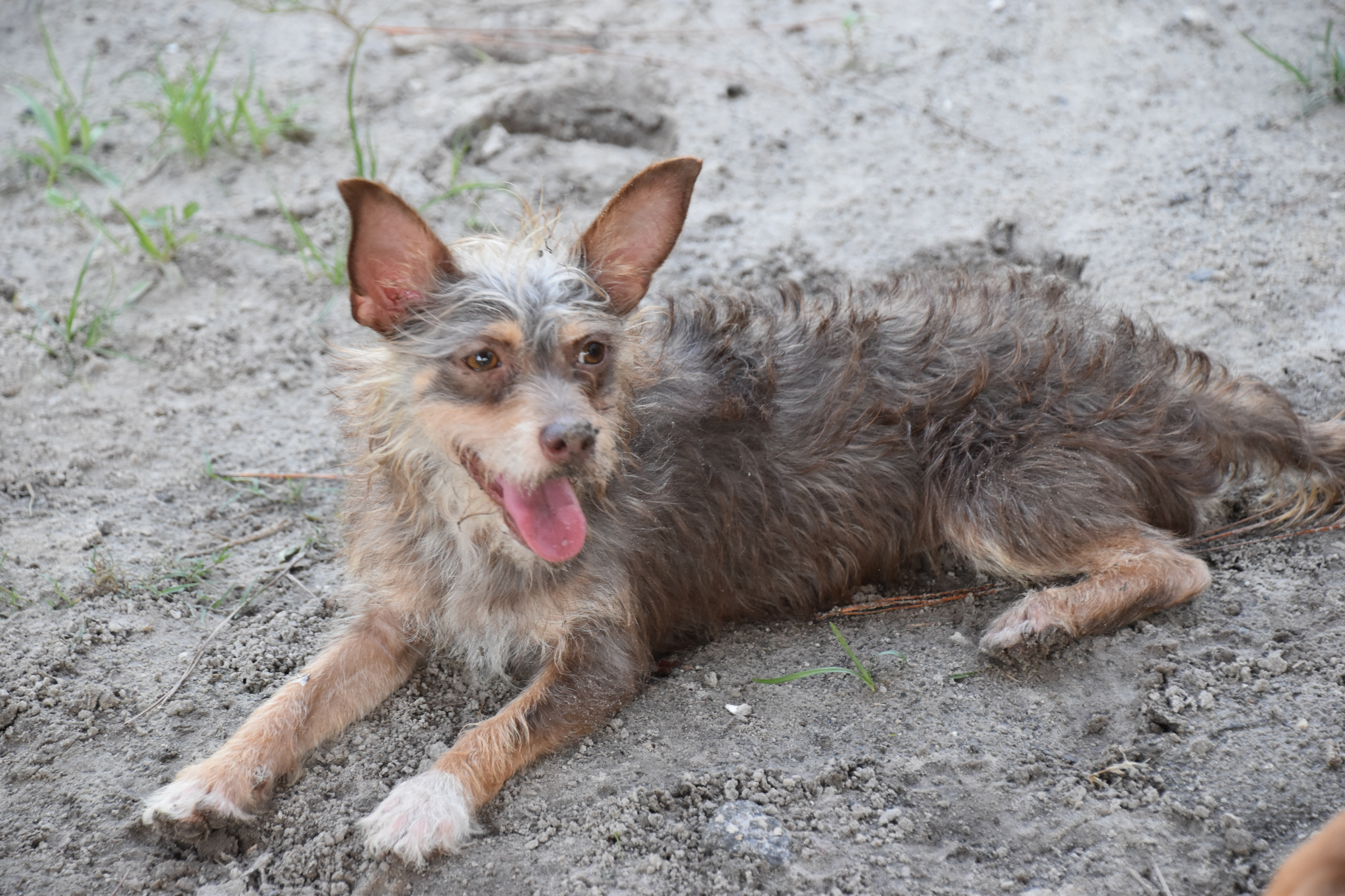 Two dogs laying in the sand.