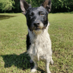 A black and white dog standing in the grass.